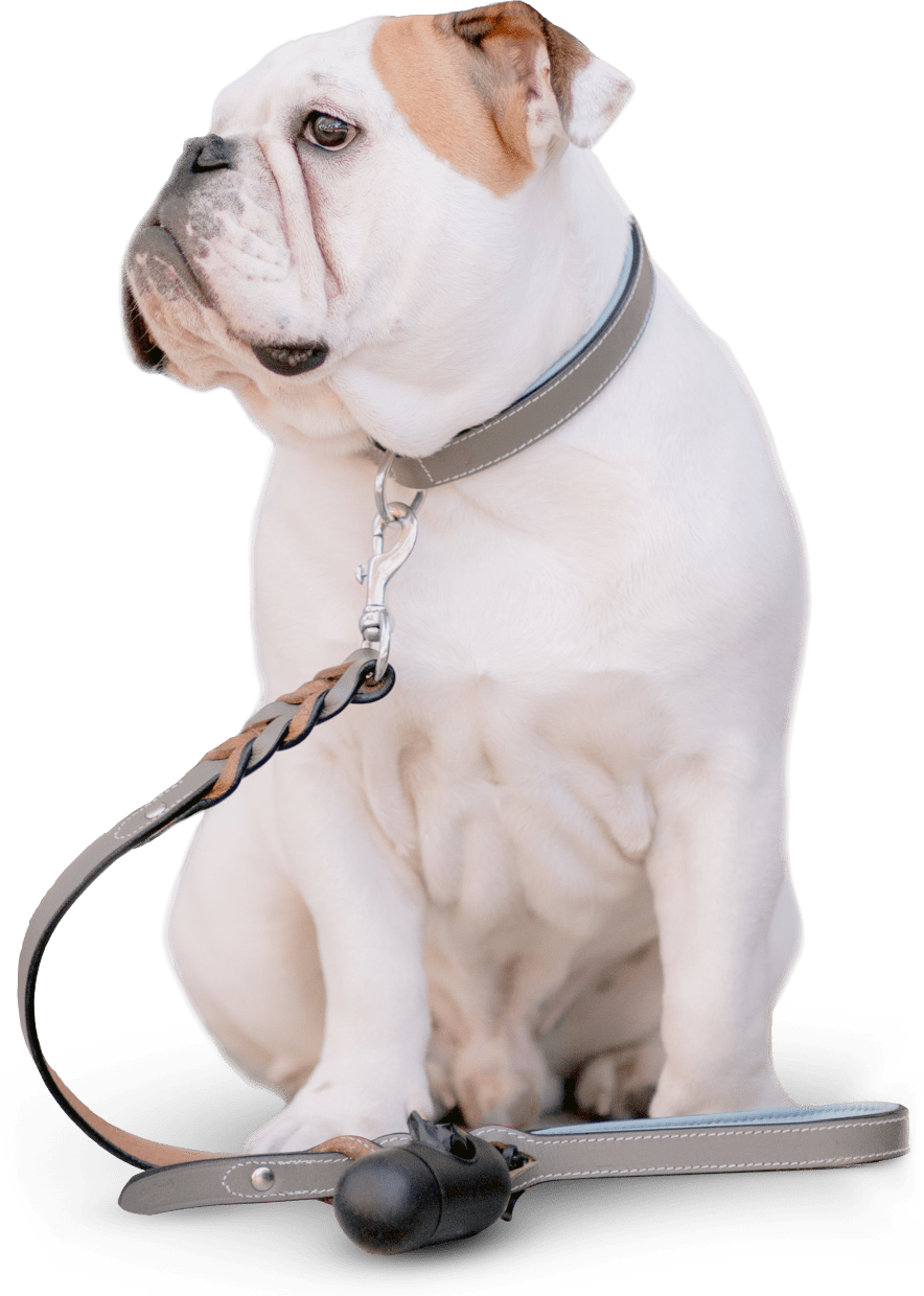 dog-walker-15